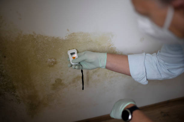 Best Black Mold Removal  in Cottonde, AL